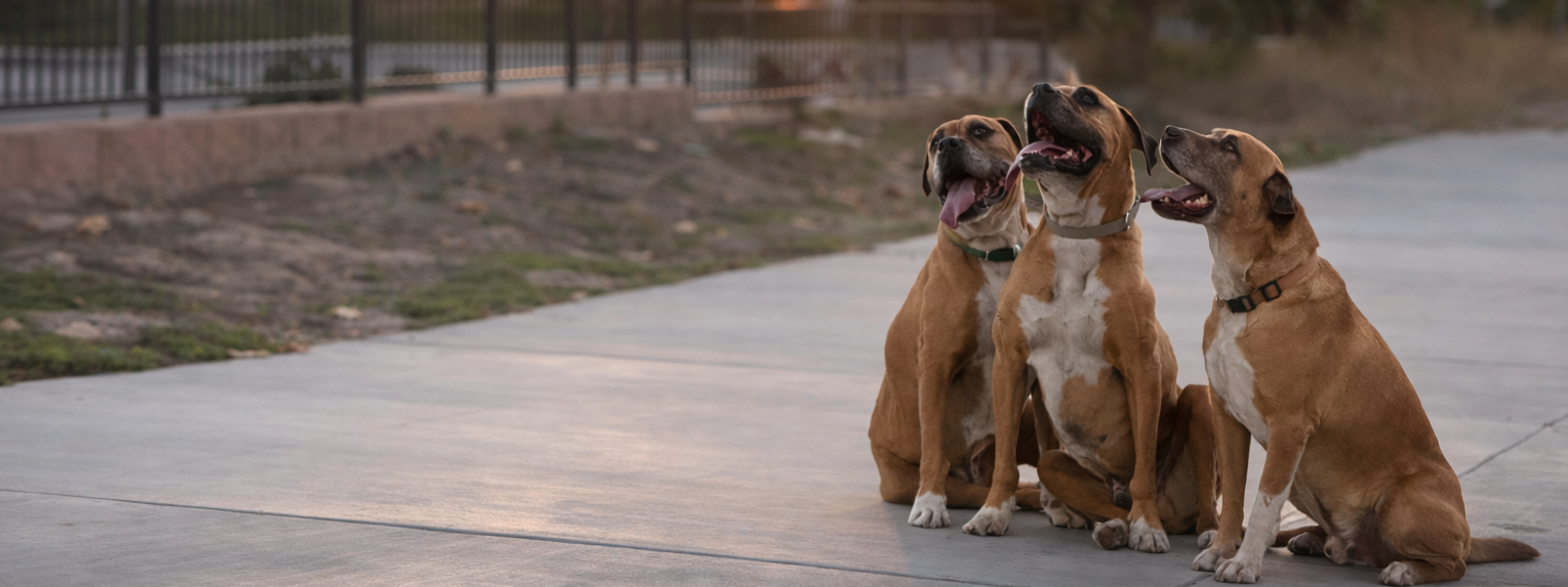 Dog in golden hour light